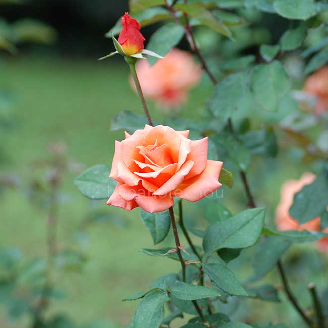 バラ ジッフェ｜花の手帖の薔薇図鑑