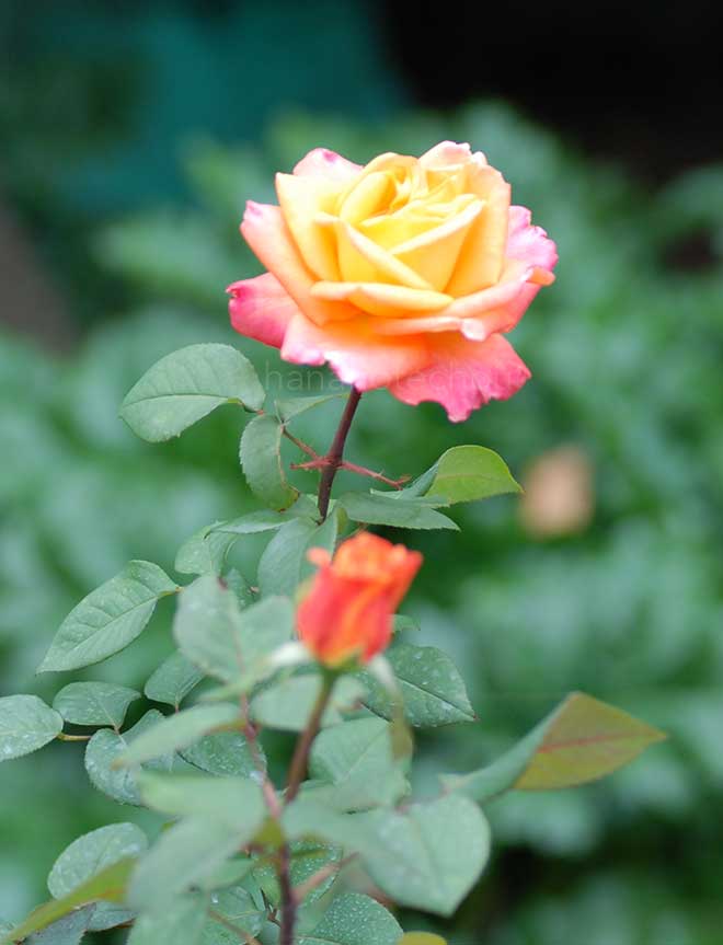 バラ ジルベール ベコー｜花の手帖の薔薇図鑑