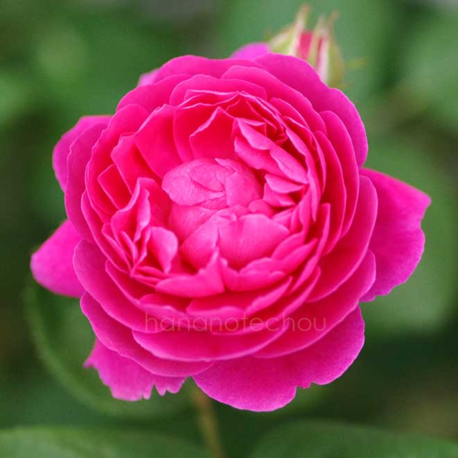 バラ ジプシー ボーイ｜花の手帖の薔薇図鑑