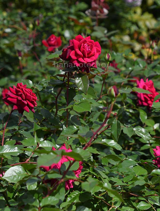 バラ ジプシー ソウル｜花の手帖の薔薇図鑑