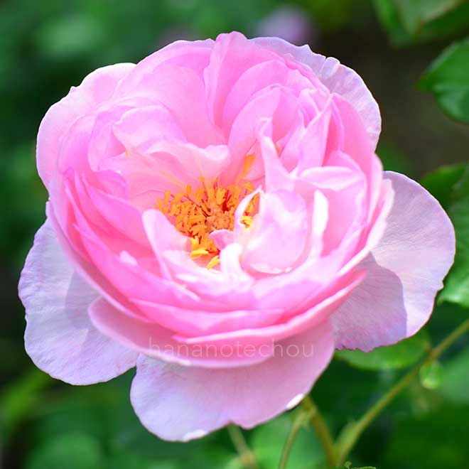 バラ ジャック トゥリュヘムス｜花の手帖の薔薇図鑑