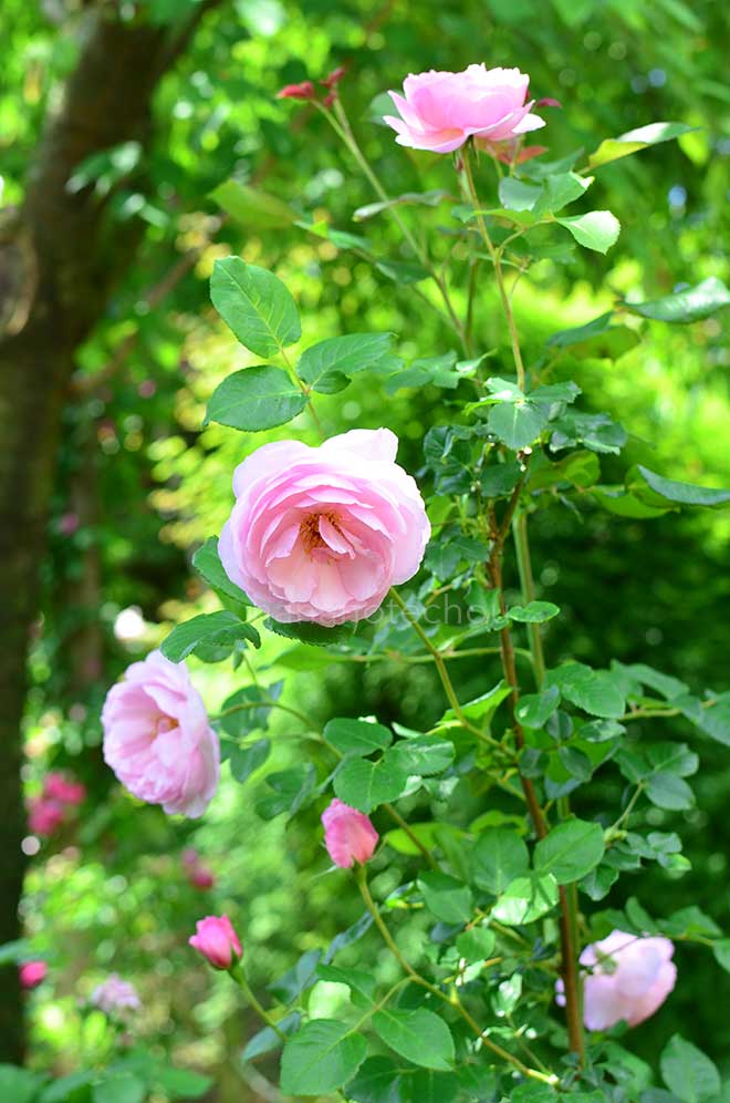 バラ ジャック トゥリュヘムス｜花の手帖の薔薇図鑑