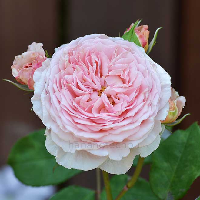 バラ ジェームズ ギャルウェイ｜花の手帖の薔薇図鑑