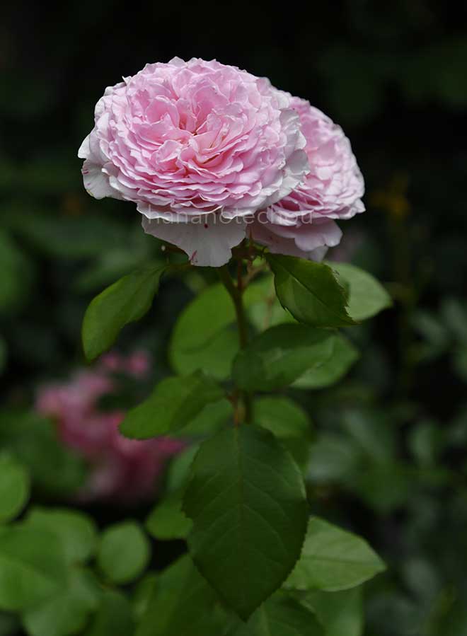 バラ ジェームズ ギャルウェイ｜花の手帖の薔薇図鑑