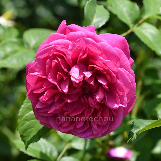 バラ ジェームズ エル オースチン｜花の手帖の薔薇図鑑