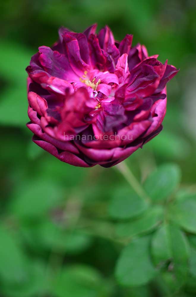 バラ ジェームズヴィッチ｜花の手帖の薔薇図鑑