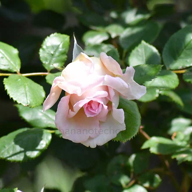 バラ ジャネット｜花の手帖の薔薇図鑑