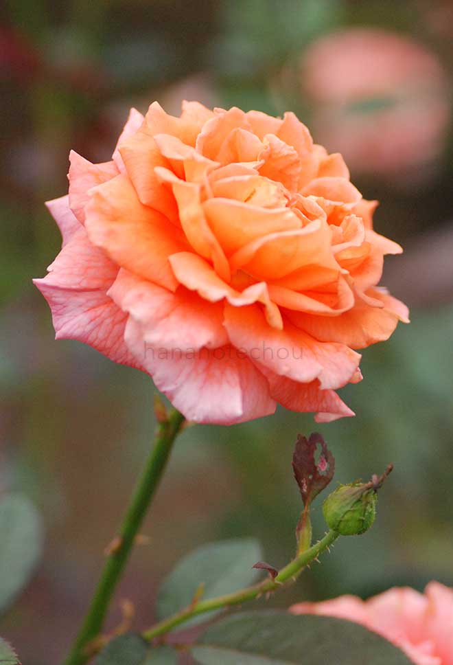 バラ ジャニナ｜花の手帖の薔薇図鑑