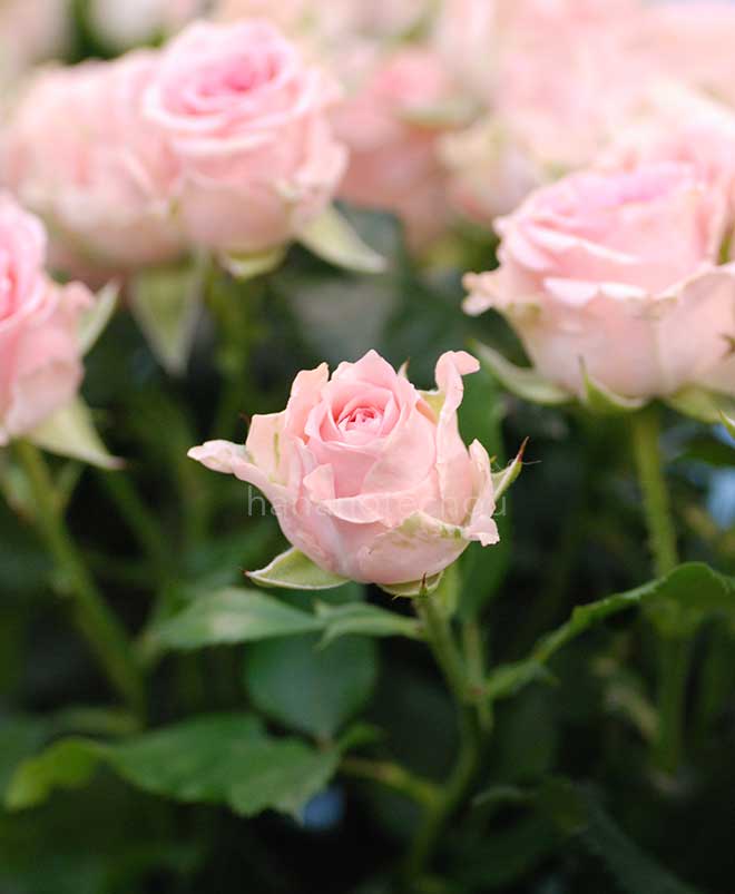 バラ ジャニーヌ｜花の手帖の薔薇図鑑