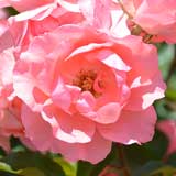 バラ ジャルダンドゥフランス｜花の手帖の薔薇図鑑