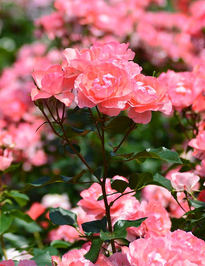 バラ ジャルダン ドゥ フランス｜花の手帖の薔薇図鑑