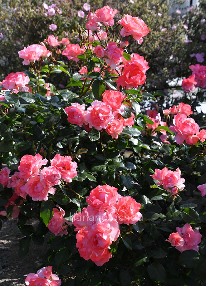 バラ ジャルダン ドゥ フランス｜花の手帖の薔薇図鑑