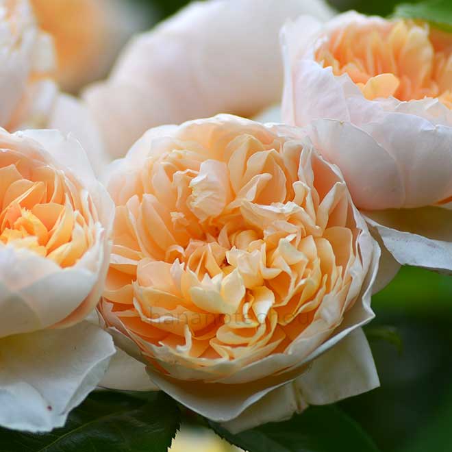 バラ ジェーン オースチン｜花の手帖の薔薇図鑑