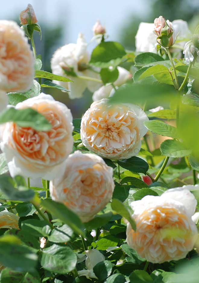 バラ ジェーン オースチン｜花の手帖の薔薇図鑑