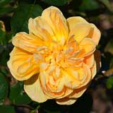 バラ ジャンジオノ｜花の手帖の薔薇図鑑