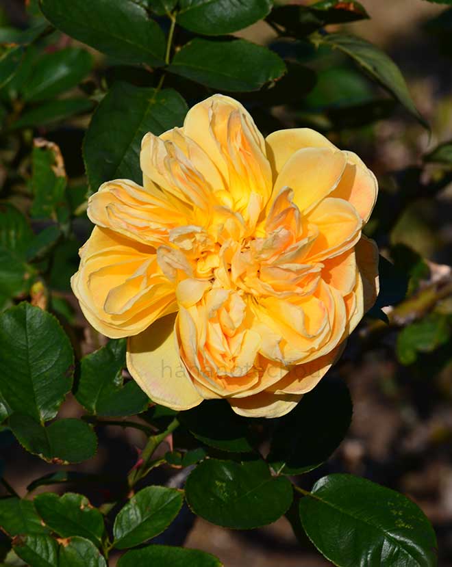 バラ ジャン ジオノ｜花の手帖の薔薇図鑑