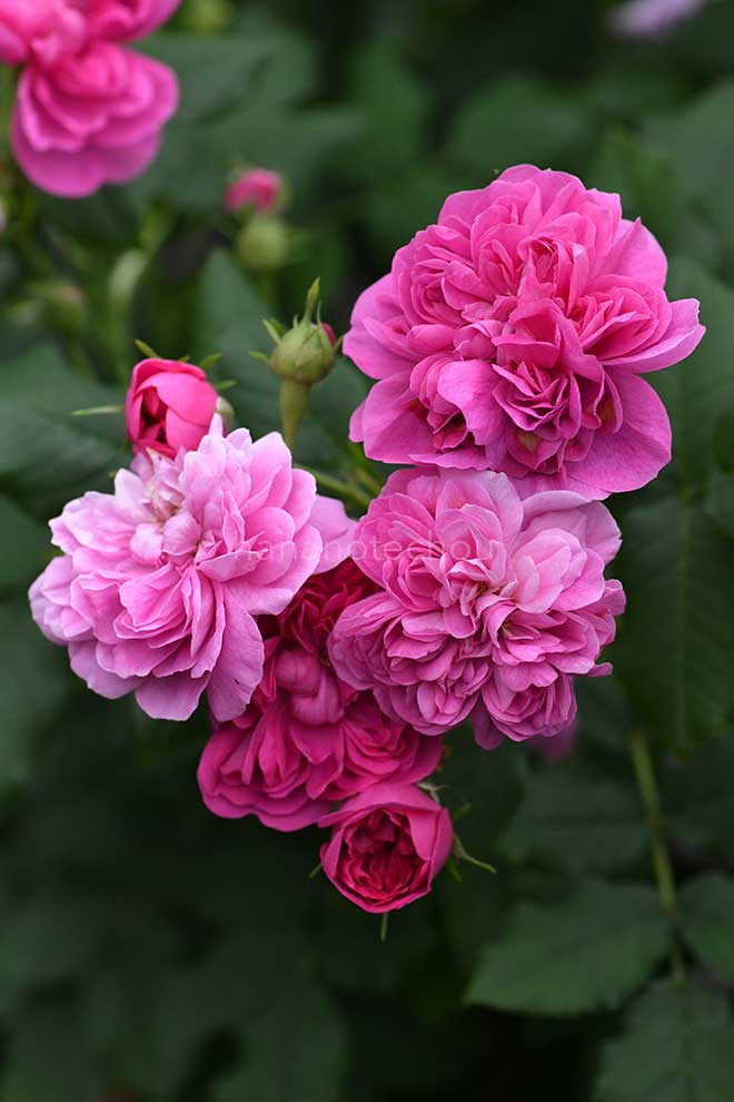 バラ ジョアシン アネ｜花の手帖の薔薇図鑑