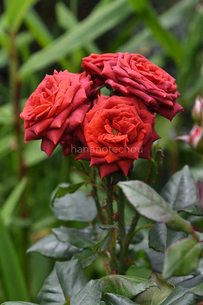 バラ ジョスリン｜花の手帖の薔薇図鑑