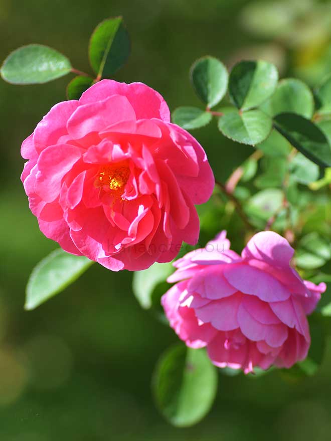 バラ ジョン クレア｜花の手帖の薔薇図鑑