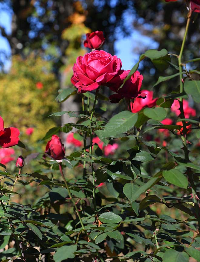 バラ ジョン ウォータラー｜花の手帖の薔薇図鑑