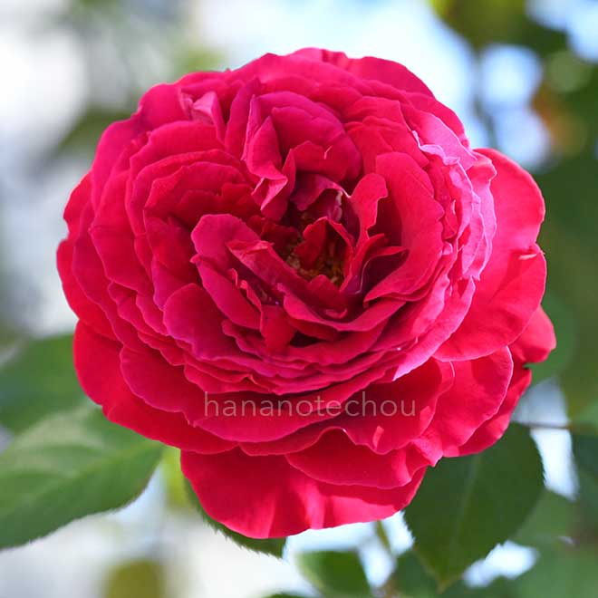 バラ ジョリー　メロディー｜花の手帖の薔薇図鑑