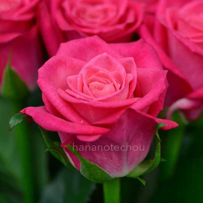 バラ ジョシー｜花の手帖の薔薇図鑑