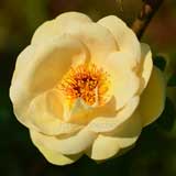 バラ ジェイピーコーネル｜花の手帖の薔薇図鑑