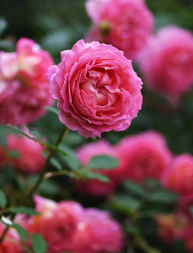 バラ ジュビリー セレブレーション｜花の手帖の薔薇図鑑