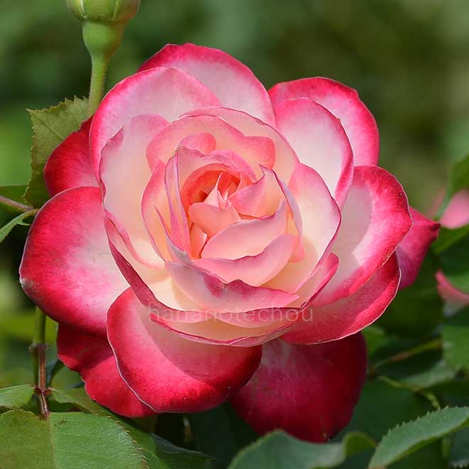 バラ ジュビレ デュ プリンス ドゥ モナコ｜花の手帖の薔薇図鑑