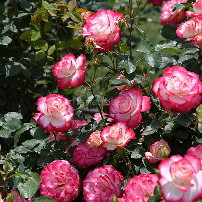 バラ ジュビレ デュ プリンス ドゥ モナコ｜花の手帖の薔薇図鑑