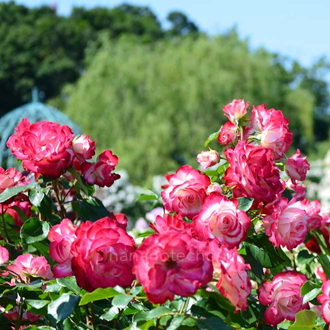 バラ ジュビレ デュ プリンス ドゥ モナコ｜花の手帖の薔薇図鑑