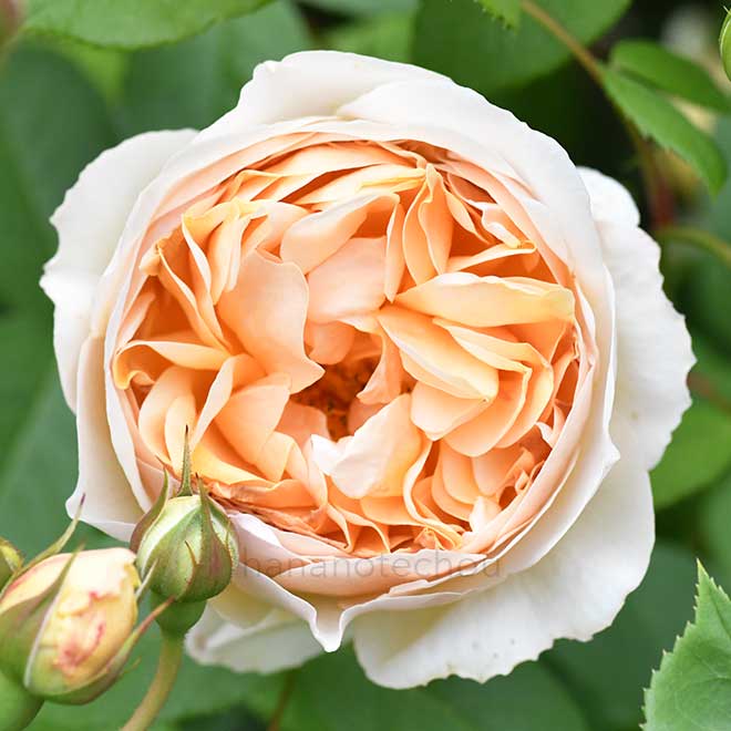 バラ ジュード ジ オブスキュア｜花の手帖の薔薇図鑑