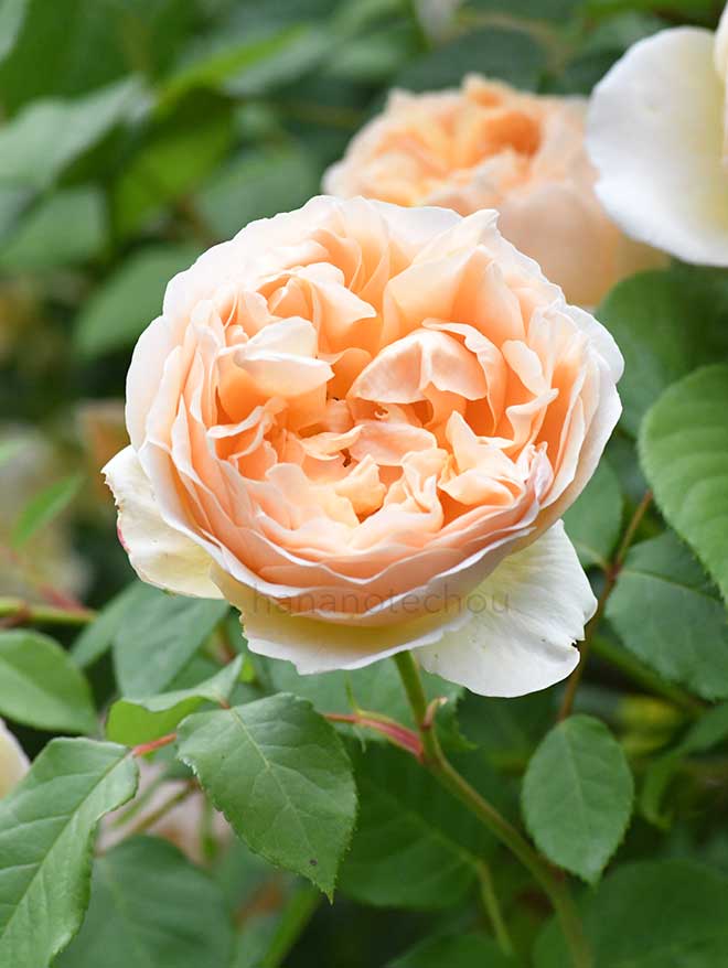 バラ ジュード ジ オブスキュア｜花の手帖の薔薇図鑑