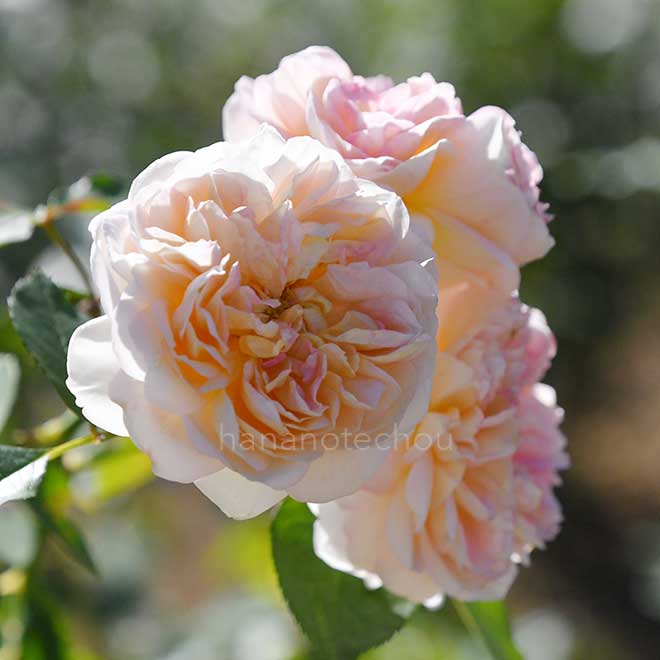 バラ ジュールヴェルヌ｜花の手帖の薔薇図鑑