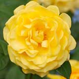 バラ ジュリア チャイルド｜花の手帖の薔薇図鑑