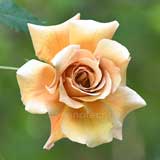 バラ つるジュリア｜花の手帖の薔薇図鑑