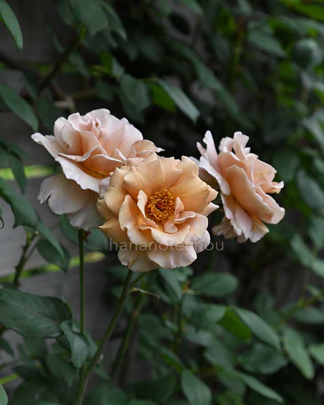 バラ つる ジュリア｜花の手帖の薔薇図鑑