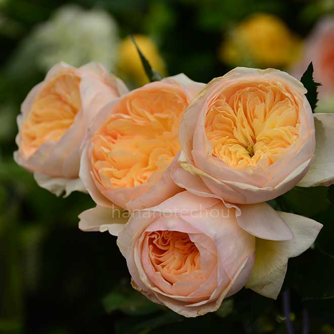 バラ ジュリエット｜花の手帖の薔薇図鑑