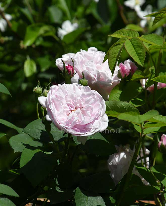 バラ ジュノー｜花の手帖の薔薇図鑑