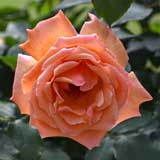 バラ ジャスト ジョーイ｜花の手帖のバラ図鑑