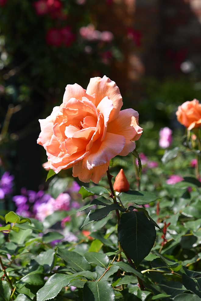 バラ ジャスト ジョーイ｜花の手帖の薔薇図鑑