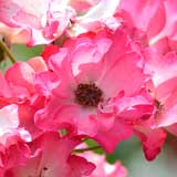 バラ サドラーズ ウェルズ｜花の手帖の薔薇図鑑