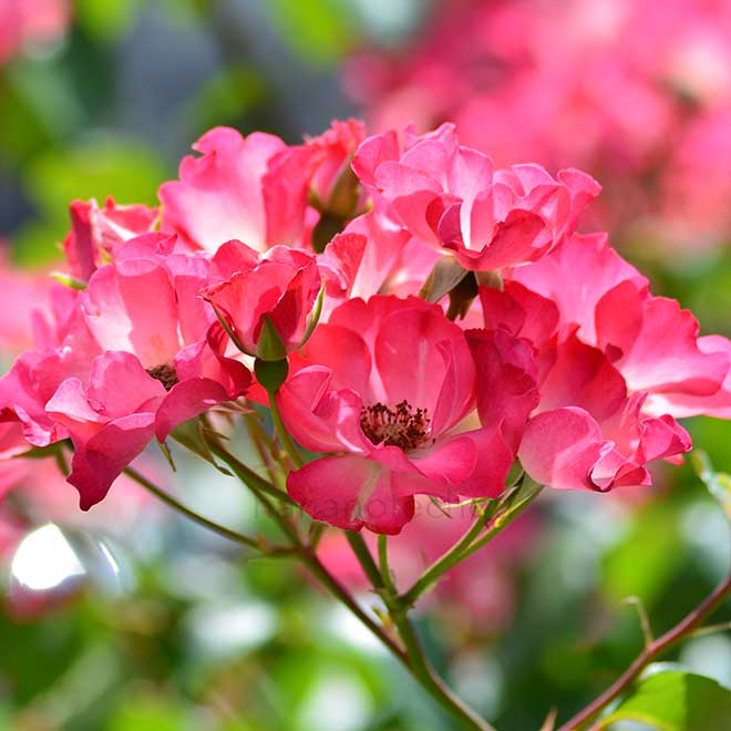 バラ サドラーズ ウェルズ｜花の手帖の薔薇図鑑