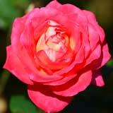 バラ ｜花の手帖の薔薇図鑑