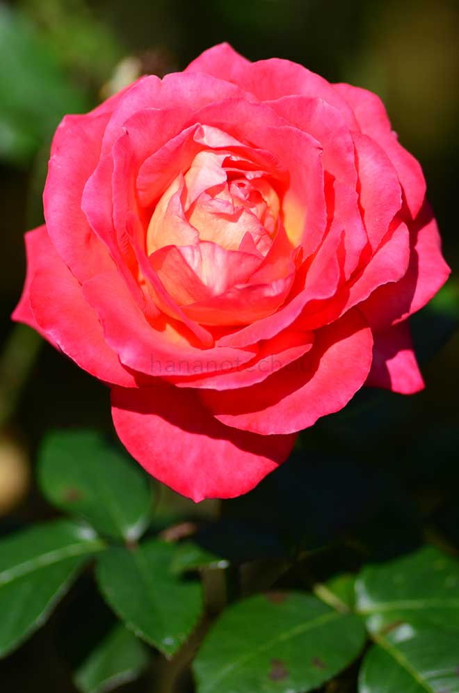 バラ 彩雲｜花の手帖の薔薇図鑑