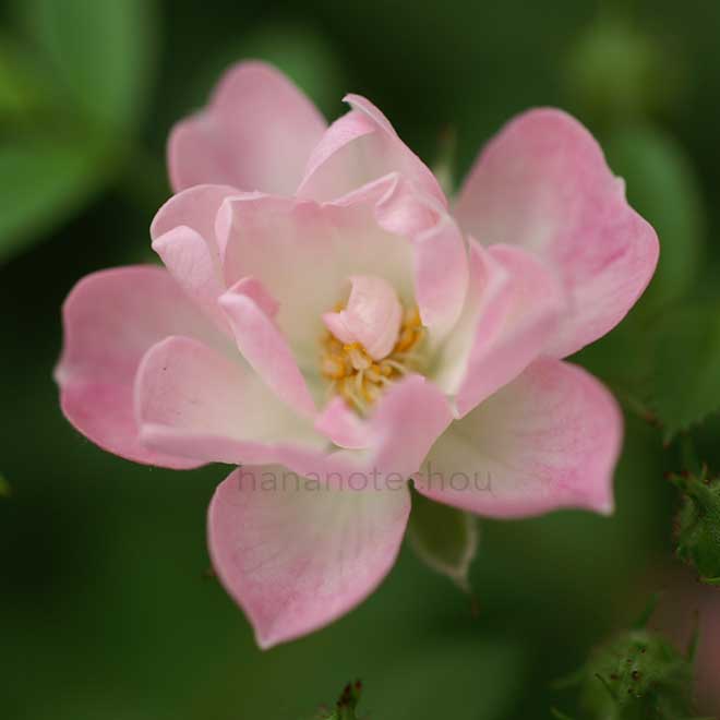 バラ 桜貝｜花の手帖の薔薇図鑑