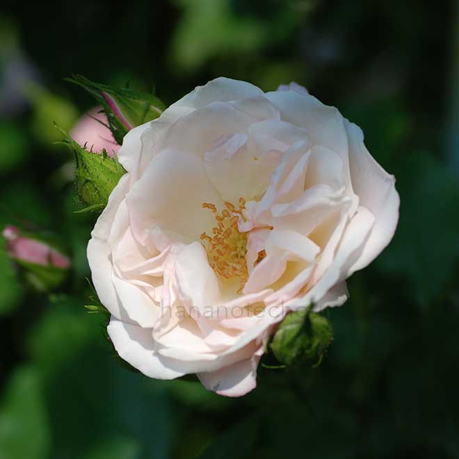 バラ つる桜霞｜花の手帖の薔薇図鑑