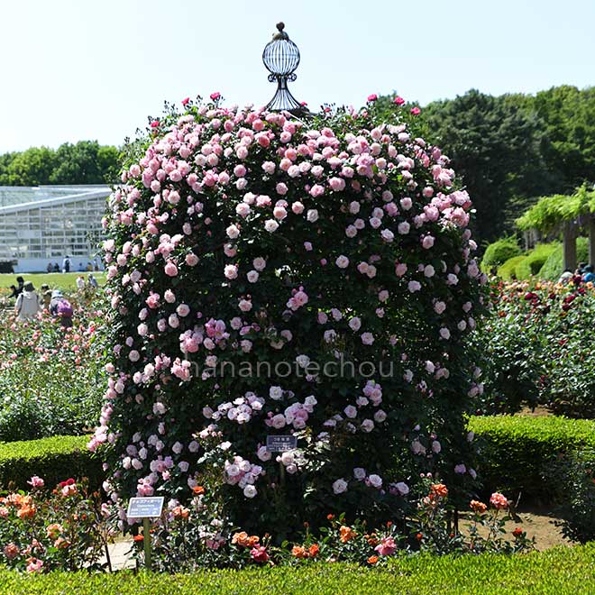 バラ つる桜霞｜花の手帖の薔薇図鑑