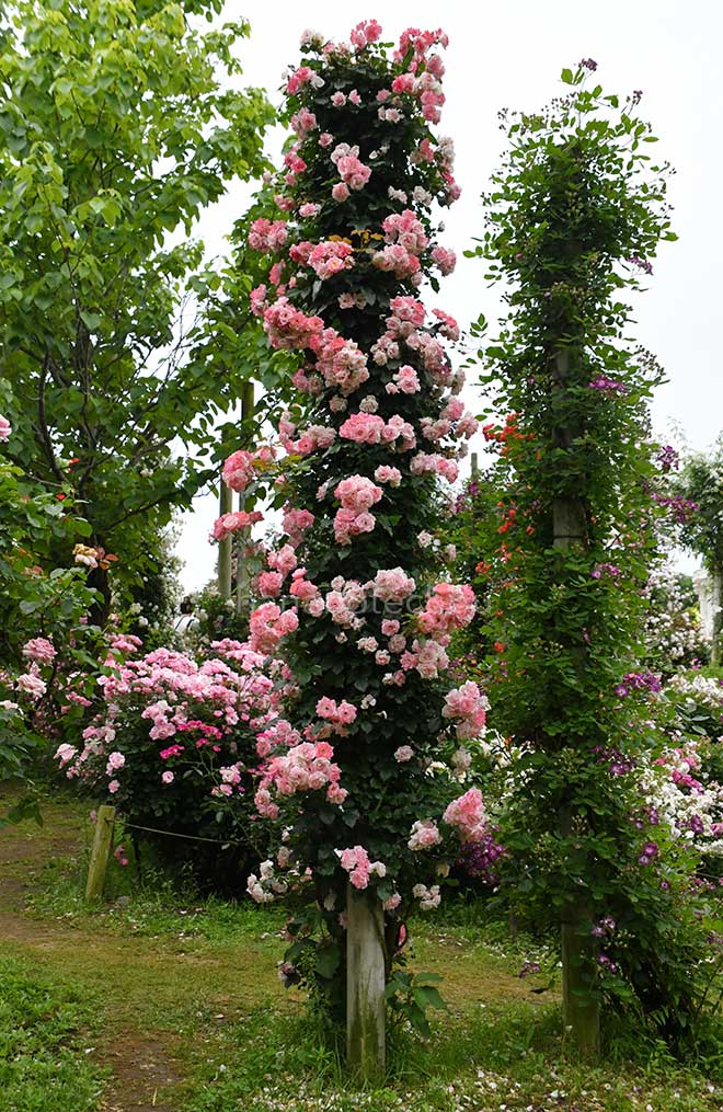バラ つる桜霞｜花の手帖の薔薇図鑑