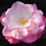 バラ 桜霞｜花の手帖の薔薇図鑑